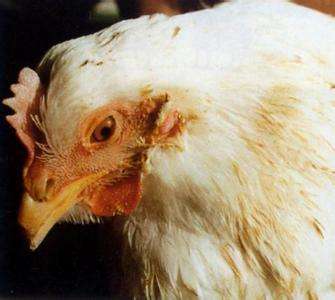 鸡嗉囊肿胀图片,鸡嗉囊炎怎么快速治