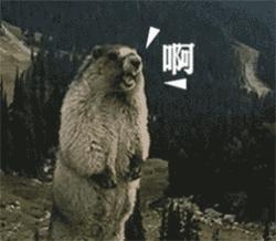 香奈儿8000到1w的包,香奈儿lv土到爆