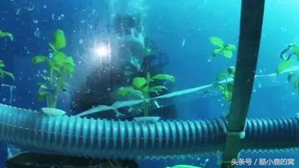 论种族天赋，在下是彻底输给了这波神操作了！