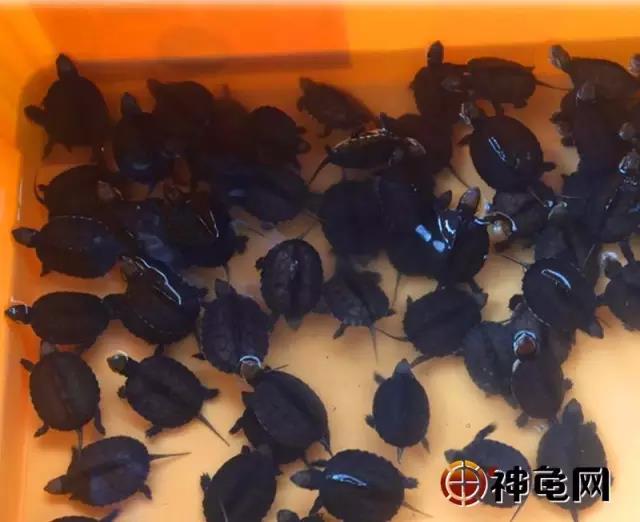 剃刀龟苗常见病,龟病害及治疗方法