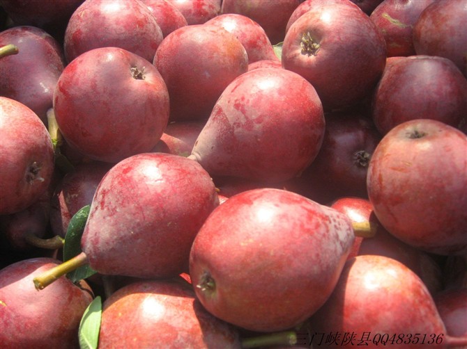 超级好吃的梨是什么品种,绿色的梨很爽口多汁的梨叫什么