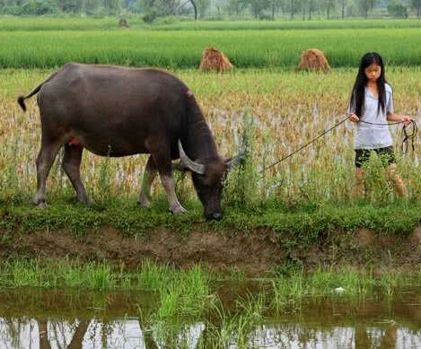 被马蜂蛰了用什么草药治疗图片,嘴唇被马蜂蛰怎么消肿土方