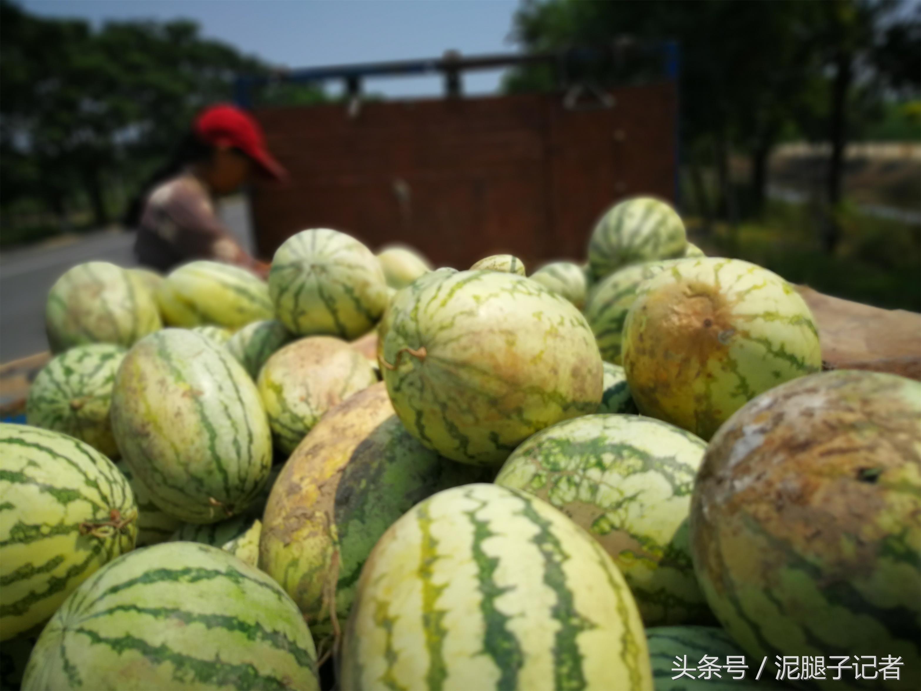 高温天气引起西瓜腐烂的原因,西瓜高温坏了有得救吗