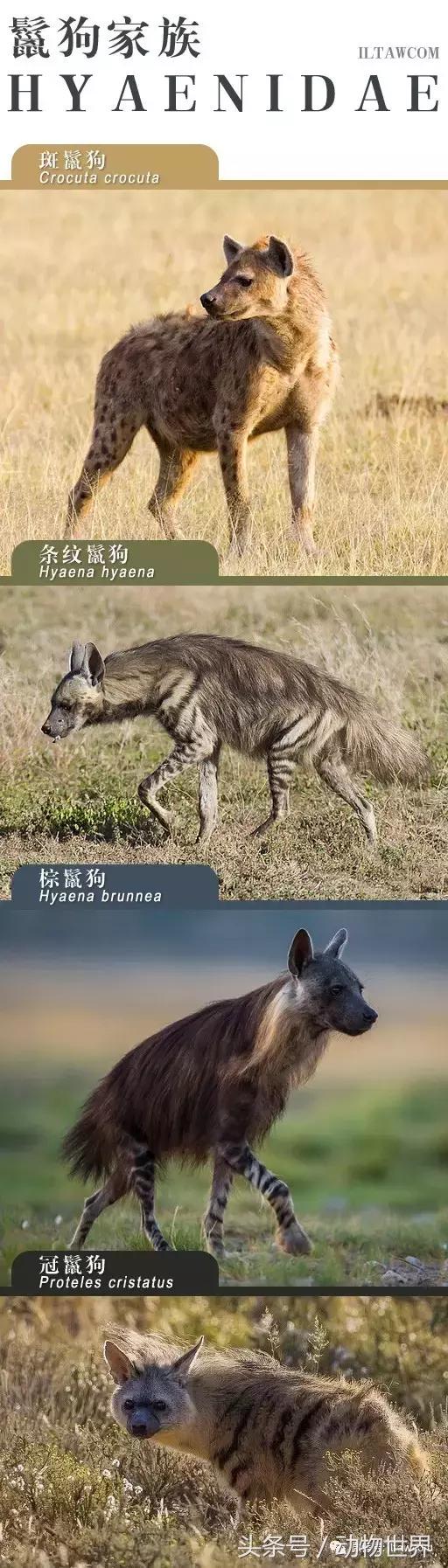 像海参又像虫子的东西是什么,像海参的虫子是什么