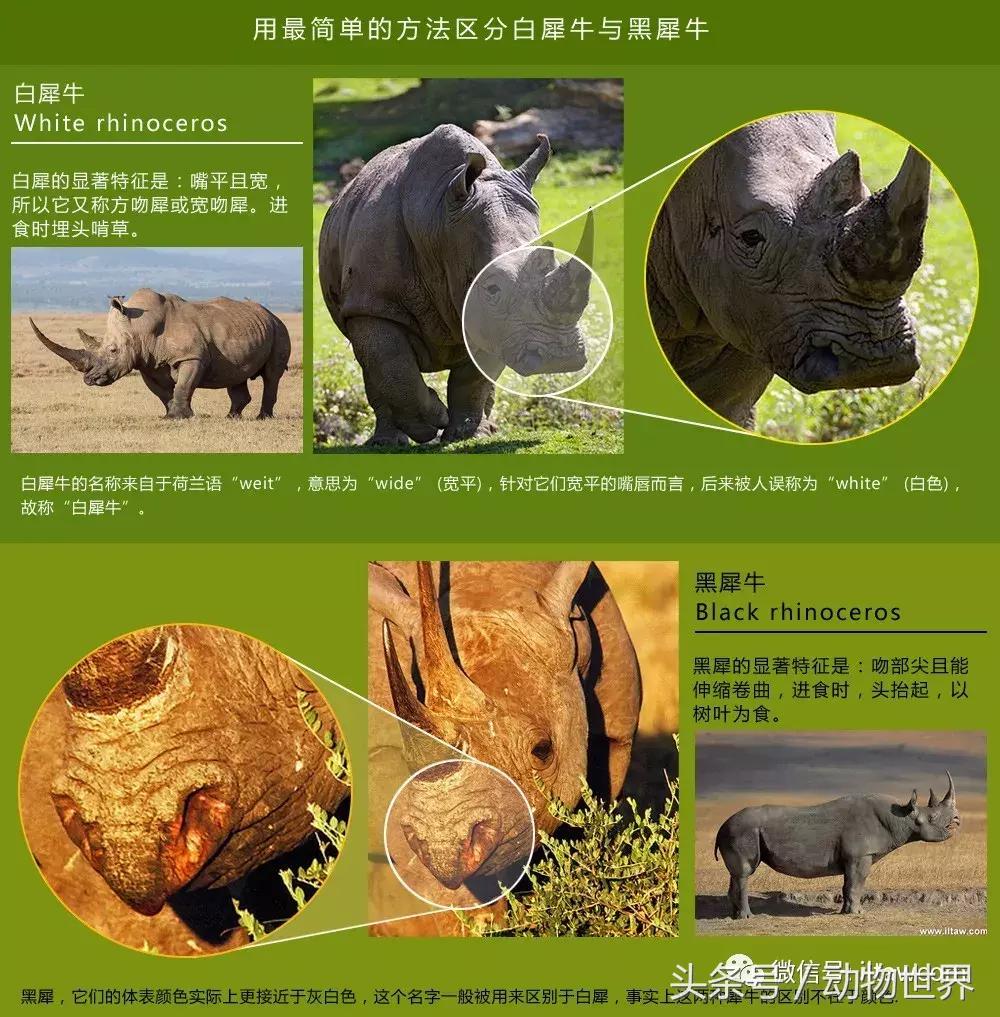 像海参又像虫子的东西是什么,像海参的虫子是什么