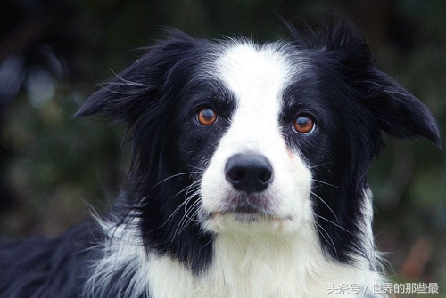 不适合当警犬军犬的八种狗,什么狗能当军犬和警犬