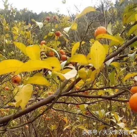 剪坏了的柑橘树如何补救,柑橘树错误修剪