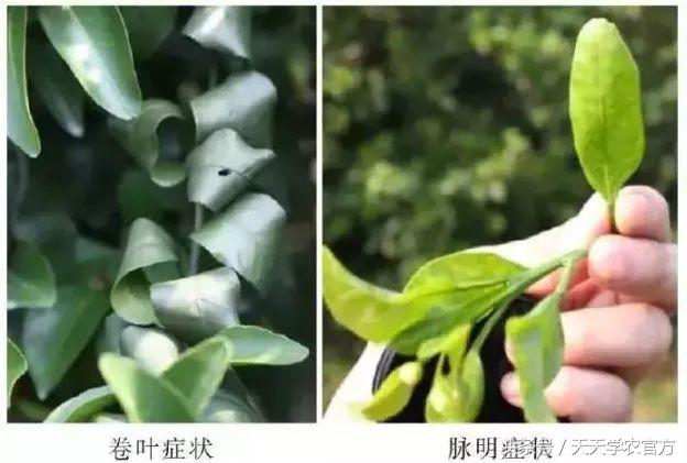 剪坏了的柑橘树如何补救,柑橘树错误修剪