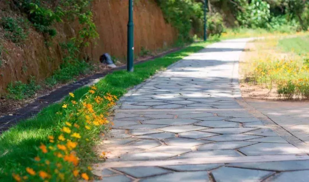 深圳最新开放公园景点图片欣赏,深圳最新的一个超级公园