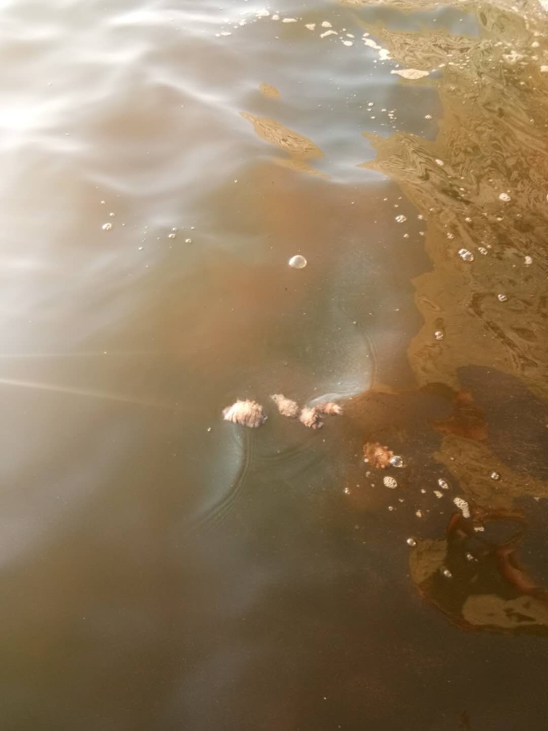 今年的海参大减产的原因,高温大连海参最新消息