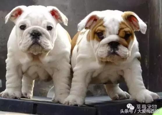 英国斗牛犬视频wwe,英国斗牛犬vs比特犬