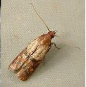 谷物类为什么容易发霉,生虫的粮食还能吃吗