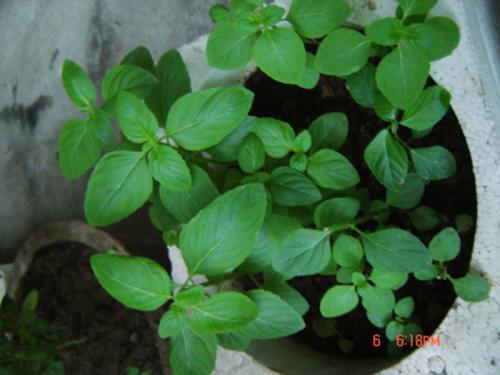 盆栽薄荷种植全过程视频,盆栽薄荷的种植方法