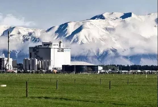 a2奶粉谣言,a2假奶粉曝光