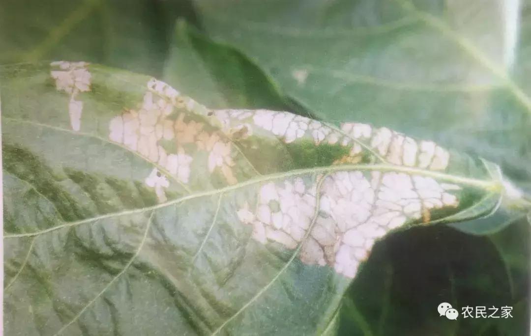 大豆卷叶虫用什么药效果最好,大豆卷叶螟怎么治