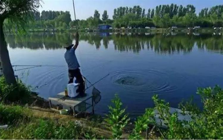 红薯和螺蛳打窝钓大青鱼的技巧,怎么用红薯做青鱼和草鱼的饵料