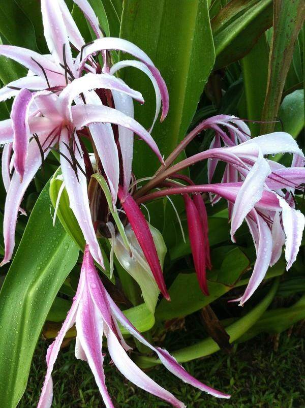 三宝妈妈三亚旅游,三宝妈妈三亚