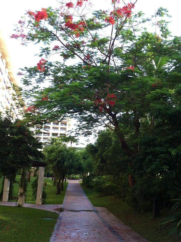 三宝妈妈三亚旅游,三宝妈妈三亚