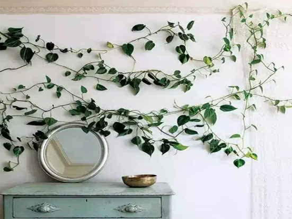 绿萝去除甲醛测评,绿萝除甲醛有效范围