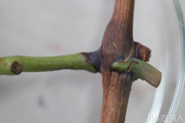 葡萄常见病害对照表,阳光玫瑰葡萄常见病害