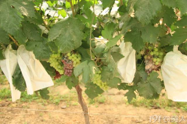 葡萄常见病害对照表,阳光玫瑰葡萄常见病害