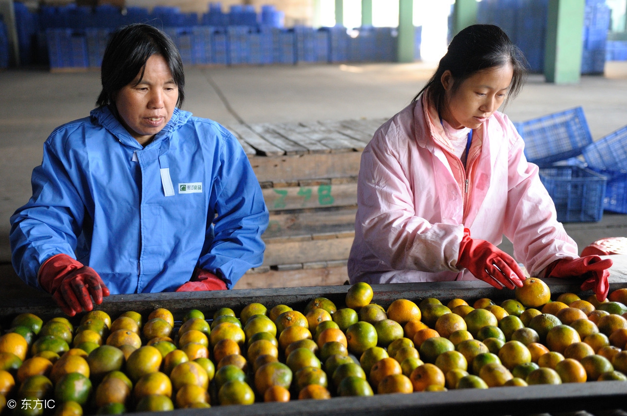 农业种植致富技巧,农民致富有妙招