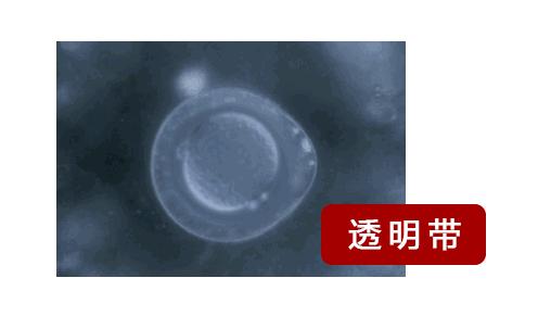 一直以为自己是跑得最快的那颗精子，原来并不是……