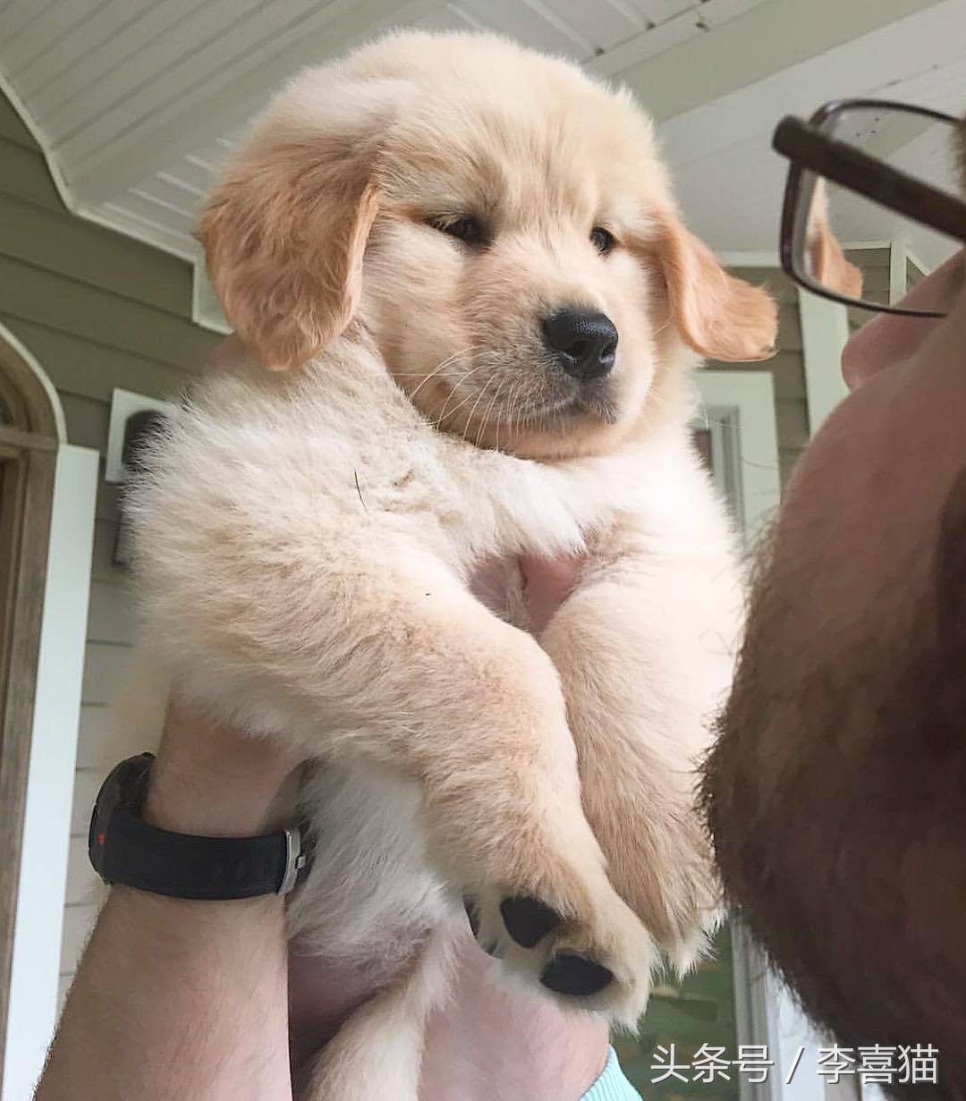 养金毛有什么要注意的,养金毛需要注意这些