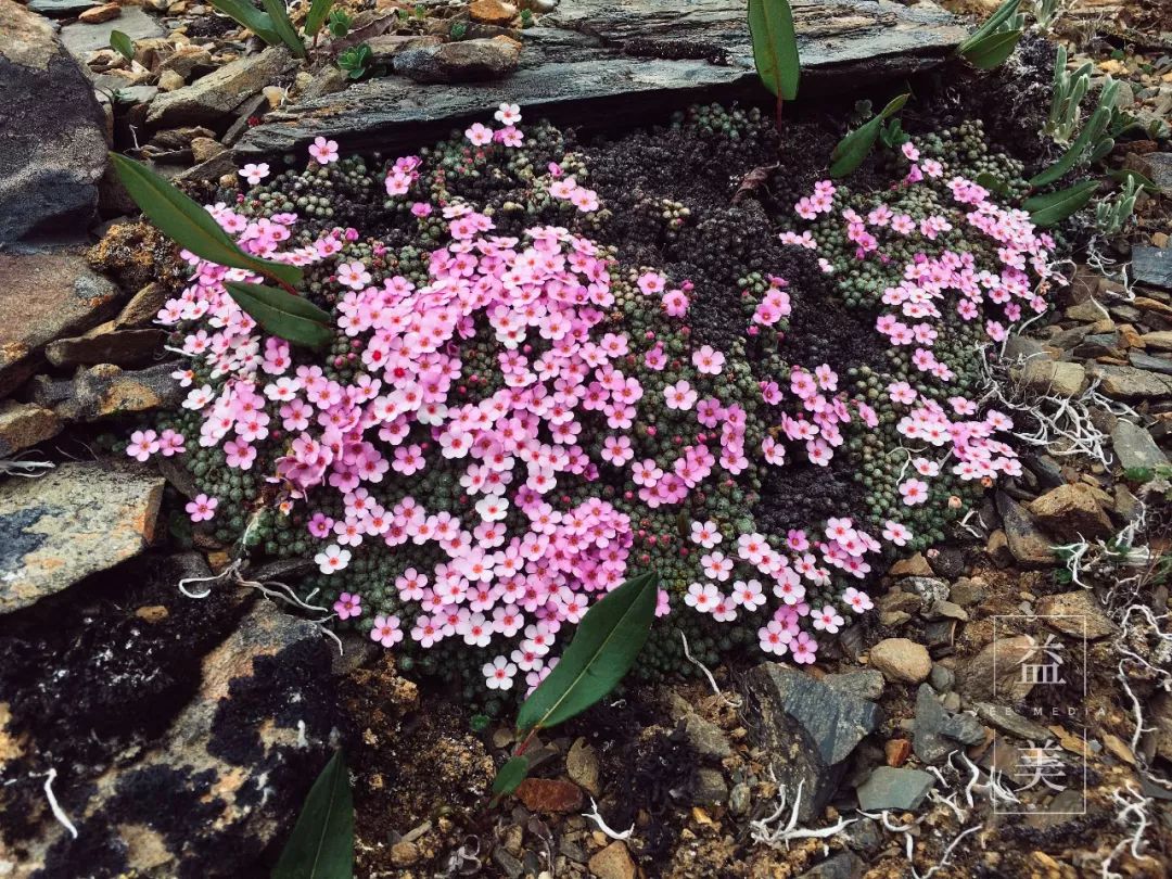 「昨日推文」哭泣的雪兔子，已经被人类挖到濒临灭绝！请高抬贵手放过它们吧！