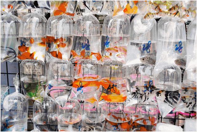 福州坐动车到香港需要什么,福州到香港九龙坐高铁需什么手续