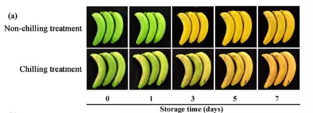 香蕉为啥没有香蕉味了,现在的香蕉越来越不香