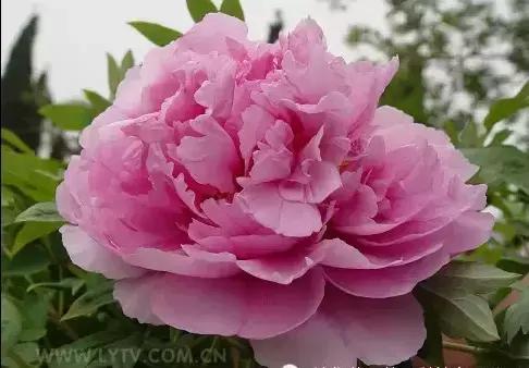 8.8发财日的祝福,8月18日发财日早安祝福图片