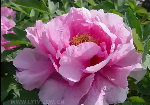 8.8发财日的祝福,8月18日发财日早安祝福图片