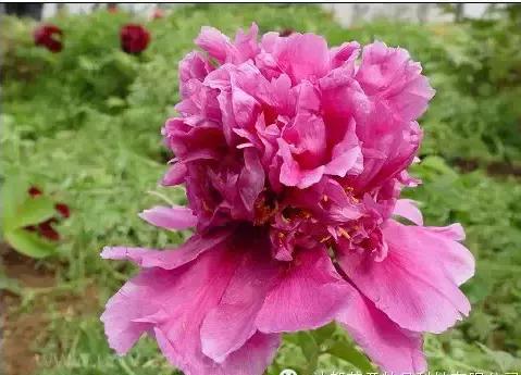 8.8发财日的祝福,8月18日发财日早安祝福图片