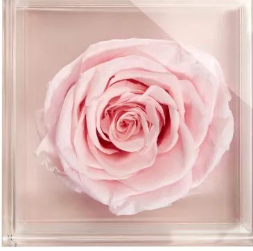 loveroseonly全新上市|我把花装进信封,寄给你