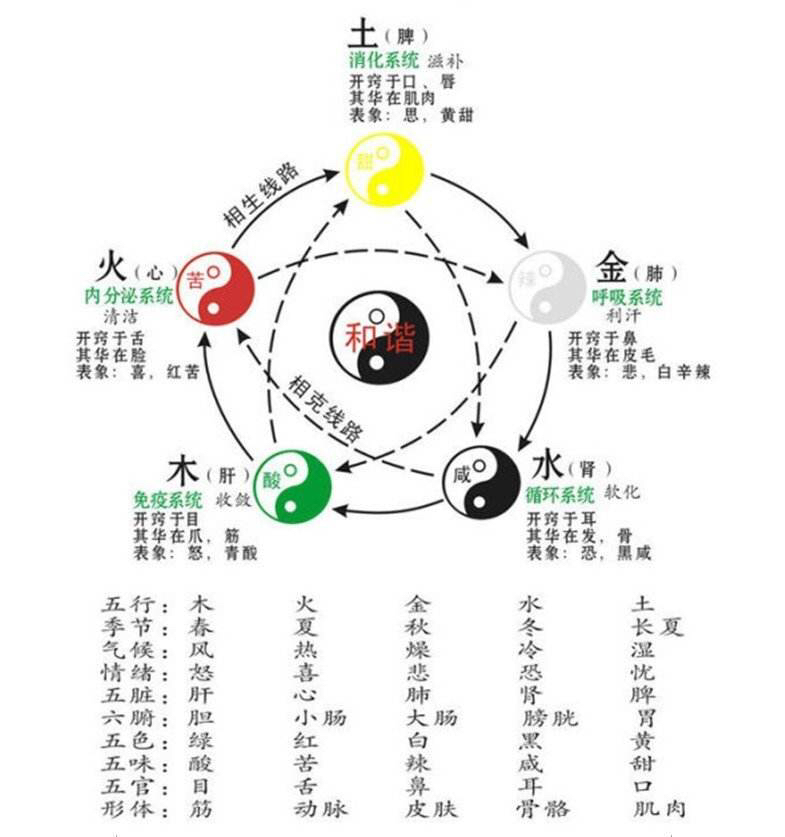 中医基础理论肝和胃,中医基础理论肝的详细讲解