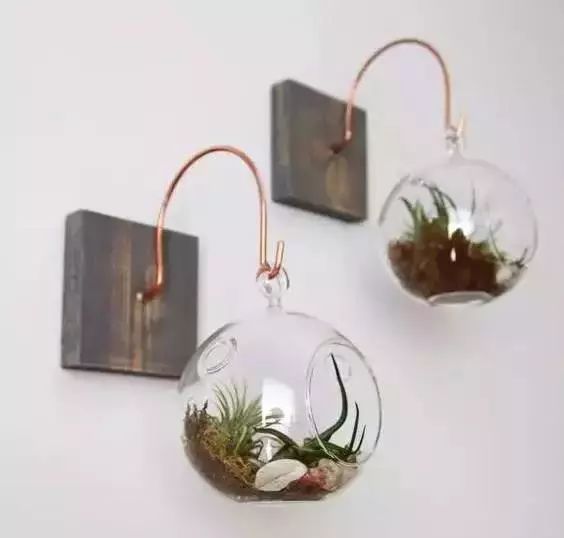 涨知识养花,涨知识养花不想长虫