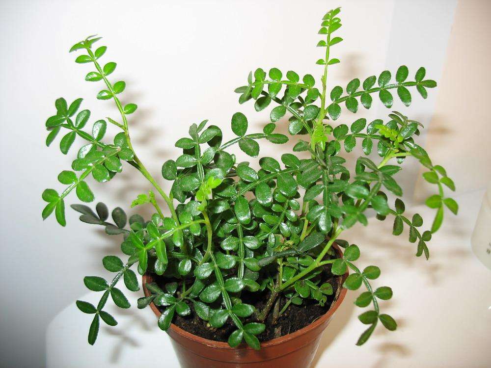 科普：清香木？胡椒木？如何区分大揭秘！十有八九你上当了