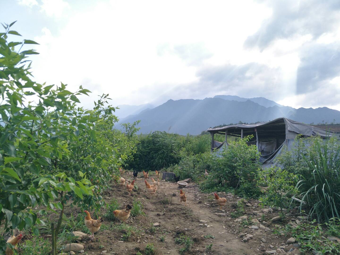 农业永远是最实在的行业,农业不是想象中的那么简单