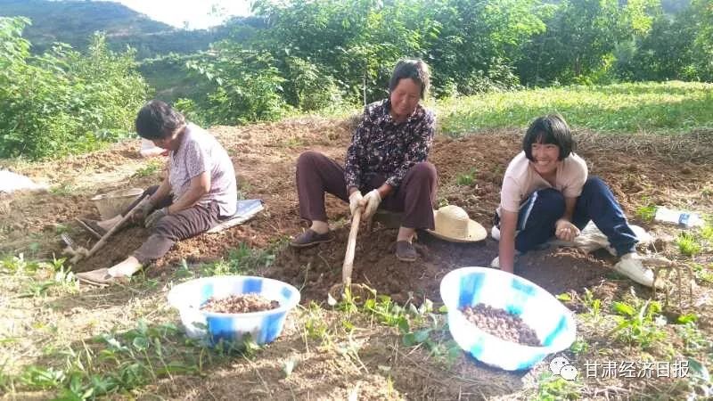 西和县半夏产业上的夫妻搭档