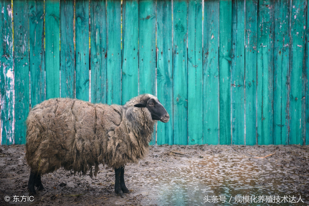养羊如何选母羊,新手养羊母羊下崽怎么办