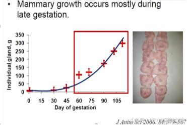 如何控制乳房发育,母猪乳腺发育期是什么时间