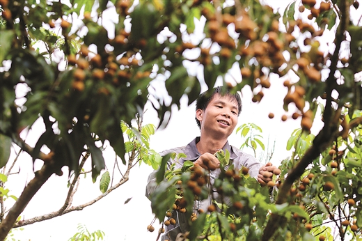 意义重大!“博白桂圆”成功注册地理标志证明商标