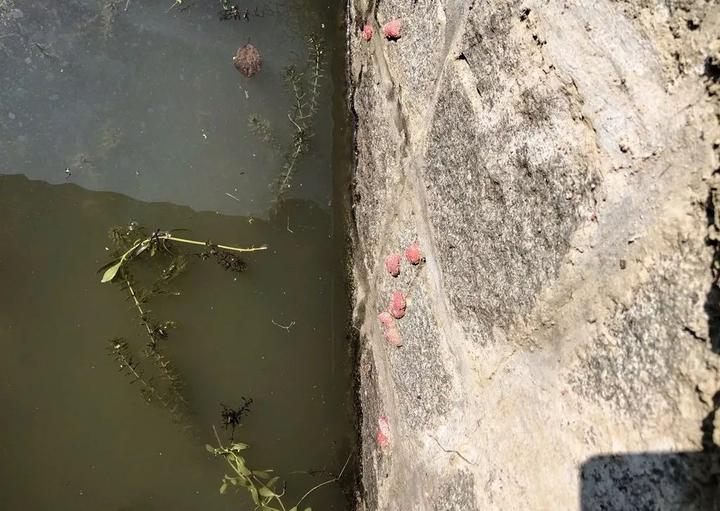 严重可能致痴呆，甚至死亡！海宁又出现这种螺，繁殖快，快提醒大家！