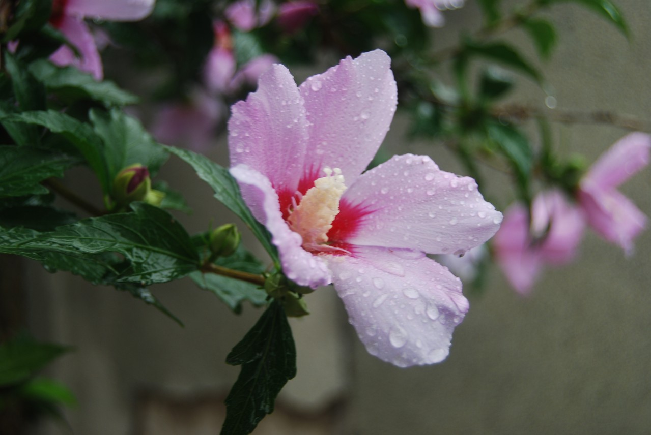 木槿花叶子黄了怎么补救,木槿花叶子发黄的原因及解决方法