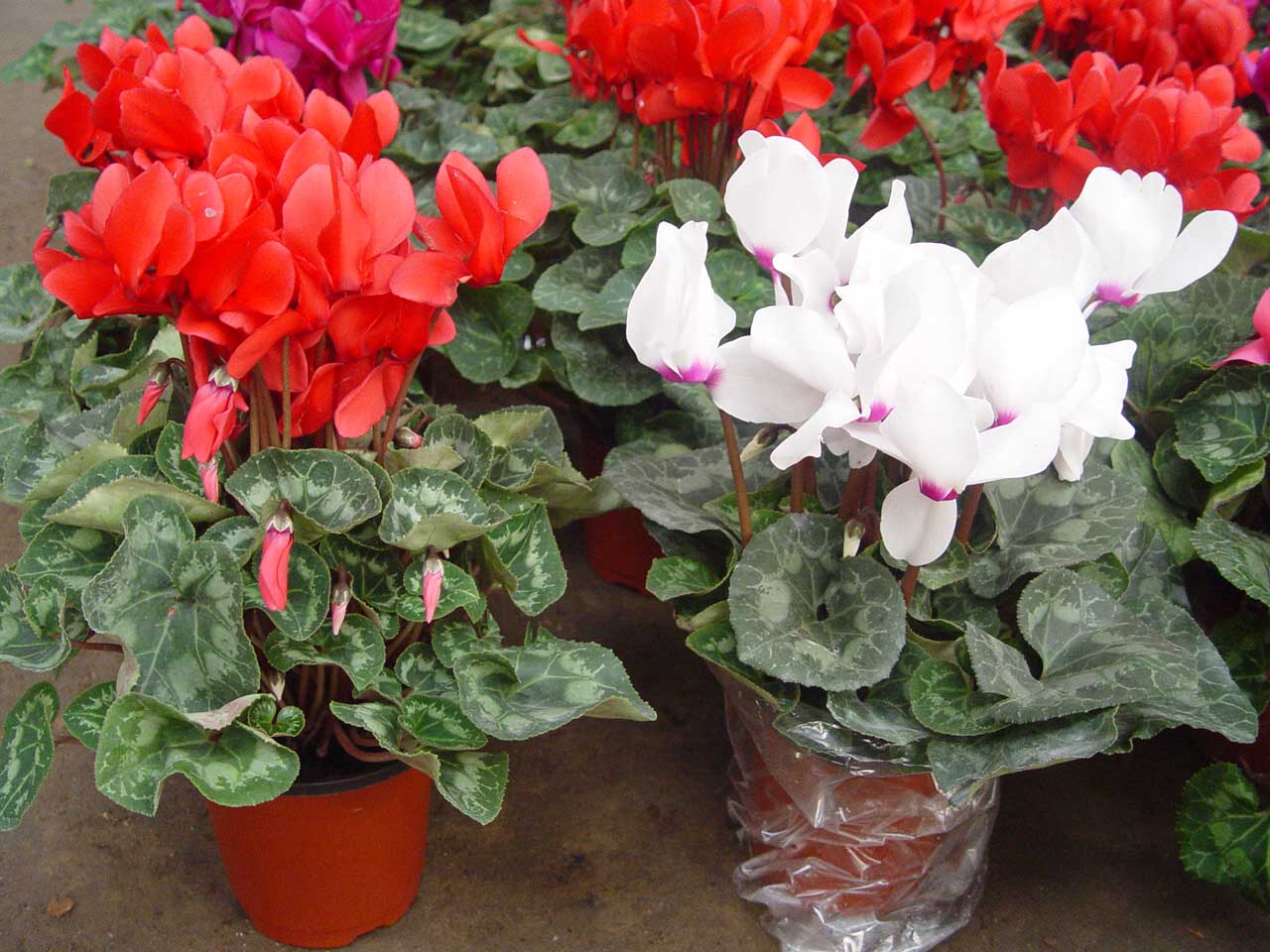 仙客来花茎发蔫弯下来叶子发黄,仙客来叶子发黄原因及解决方法