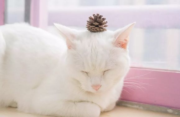 五一广州必吃韩式甜品店推荐,广州打卡网红甜品店高颜值下午茶