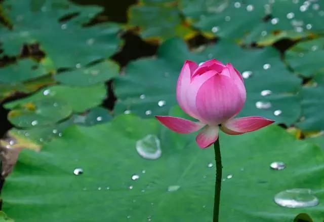 全国31省会城市的市花,全国56个市市花