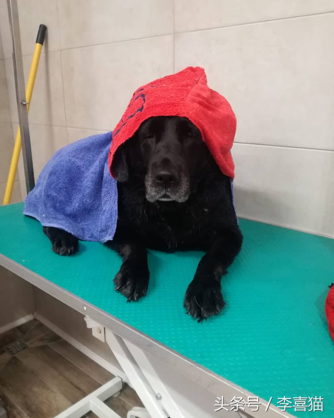 给狗狗洗澡的专业正确步骤,宠物店狗狗洗澡包括哪几个步骤