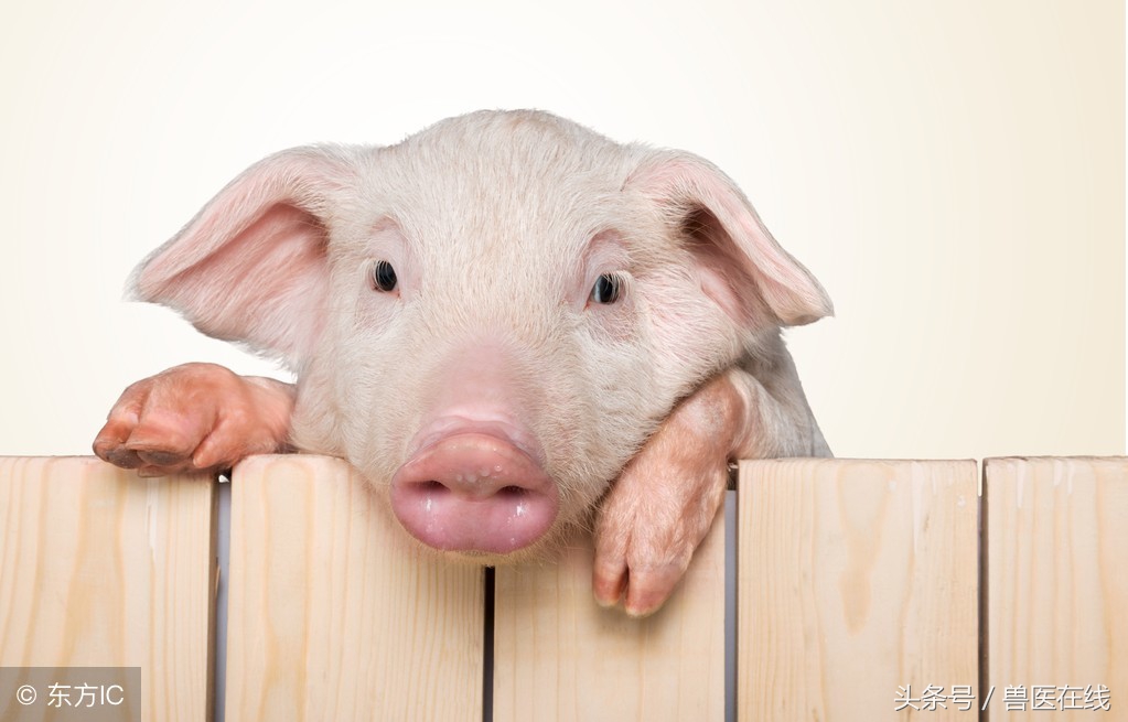 猪预防打针的正确打法,为什么给猪打针